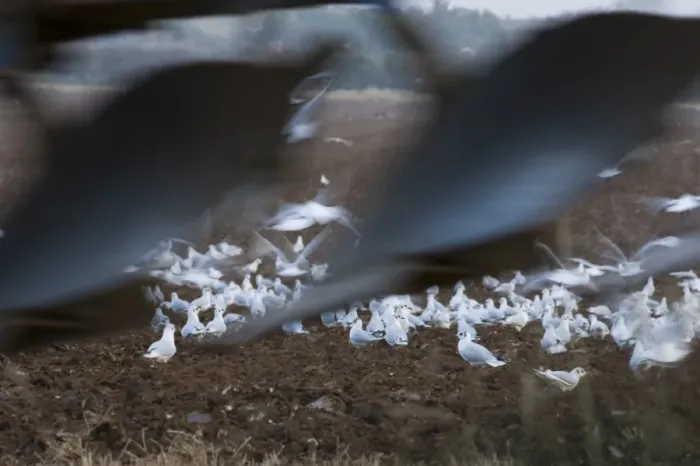 Framed Print : Black-headed Gulls feeding behind a plough North Norfolk January Framed Print : Black-headed Gulls feeding behind a plough North Norfolk January