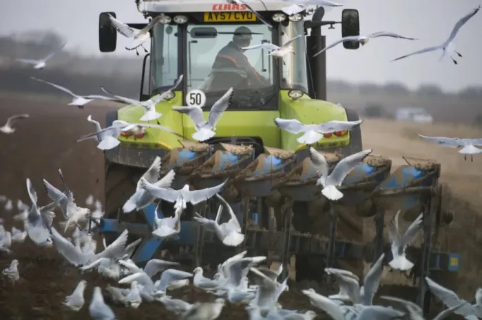 Framed Print : Black-headed Gulls feeding behind a plough North Norfolk January Framed Print : Black-headed Gulls feeding behind a plough North Norfolk January