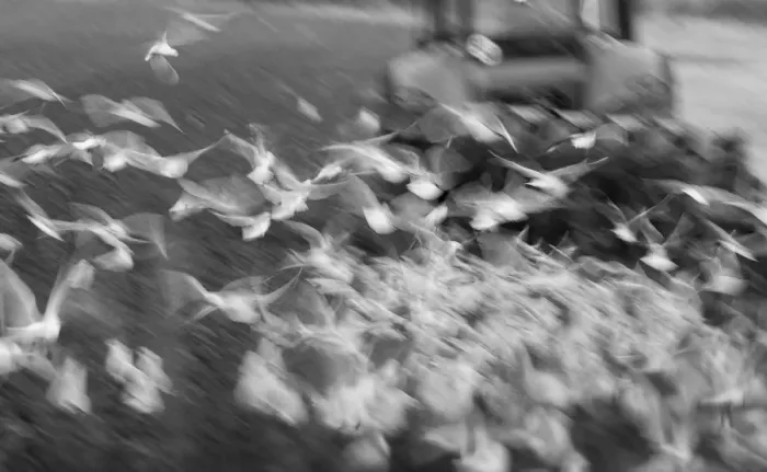 Framed Print : Black-headed Gulls Larus ridibundus feeding behind a plough North Norfolk January Framed Print : Black-headed Gulls Larus ridibundus feeding behind a plough North Norfolk January