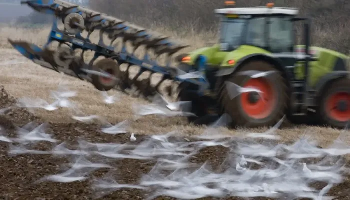 Framed Print : Black-headed Gulls Larus ridibundus feeding behind a plough North Norfolk January Framed Print : Black-headed Gulls Larus ridibundus feeding behind a plough North Norfolk January