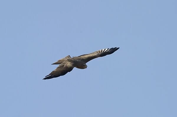 Black Kite Milvus migrans Alfaro Spain June