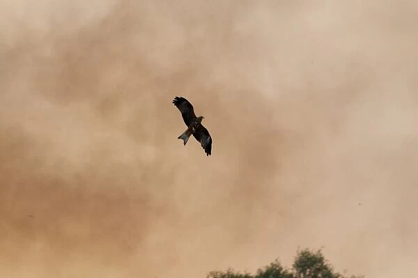 Black Kite Milvus migrans hunting fleeing insects on edge of bush fire Queensland