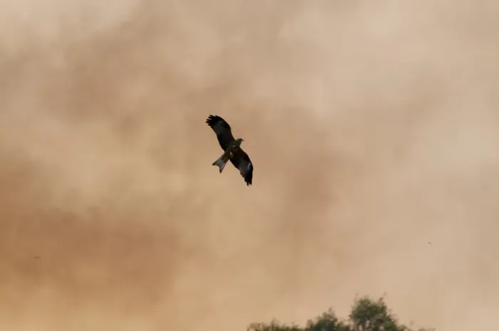 Framed Print : Black Kite Milvus migrans hunting fleeing insects on edge of bush fire Queensland Framed Print : Black Kite Milvus migrans hunting fleeing insects on edge of bush fire Queensland