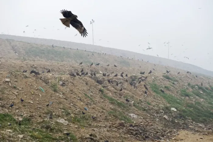 Framed Print : Black Kites Milvus migrans at Ghazipur rubbish fump one of the largest dumps on earth Framed Print : Black Kites Milvus migrans at Ghazipur rubbish fump one of the largest dumps on earth