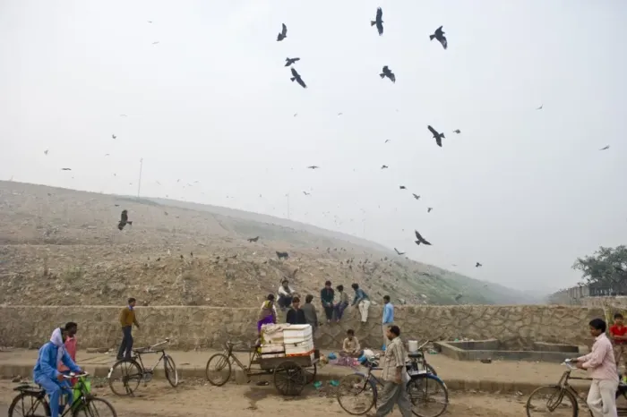 Framed Print : Black Kites Milvus migrans at Ghazipur rubbish fump one of the largest dumps on earth Framed Print : Black Kites Milvus migrans at Ghazipur rubbish fump one of the largest dumps on earth