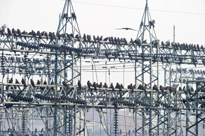 Framed Print : Black Kites Milvus migrans at Ghazipur rubbish fump one of the largest dumps on earth Framed Print : Black Kites Milvus migrans at Ghazipur rubbish fump one of the largest dumps on earth