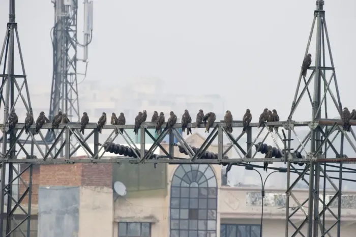 Framed Print : Black Kites Milvus migrans at Ghazipur rubbish fump one of the largest dumps on earth Framed Print : Black Kites Milvus migrans at Ghazipur rubbish fump one of the largest dumps on earth