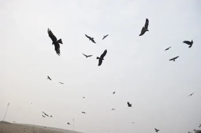 Framed Print : Black Kites Milvus migrans at Ghazipur rubbish fump one of the largest dumps on earth Framed Print : Black Kites Milvus migrans at Ghazipur rubbish fump one of the largest dumps on earth