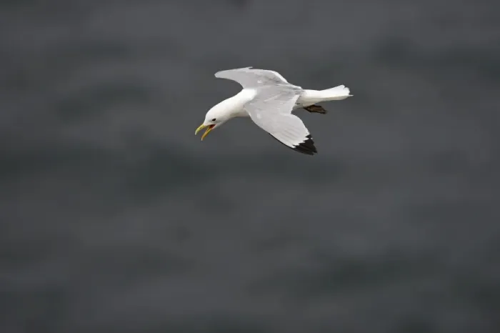 Framed Print : Black-legged Kittiwake Risa tridactyla Fowlsheugh RSPB Reserve Scotland July Framed Print : Black-legged Kittiwake Risa tridactyla Fowlsheugh RSPB Reserve Scotland July