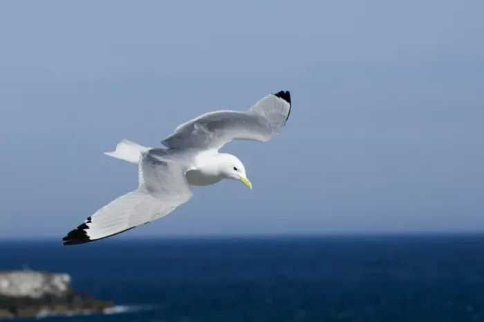 Framed Print : Black-legged Kittiwake Risa tridactyla Inner Farne Farne Islands Northumberland summer