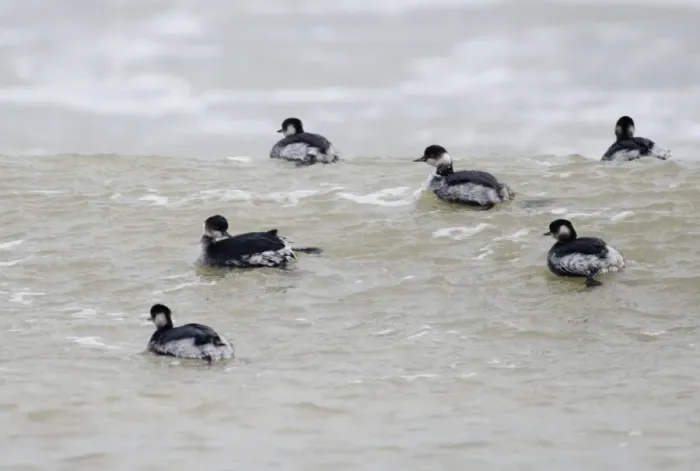Framed Print : Black-necked Grebes Podiceps nigricollis on sea winter Framed Print : Black-necked Grebes Podiceps nigricollis on sea winter