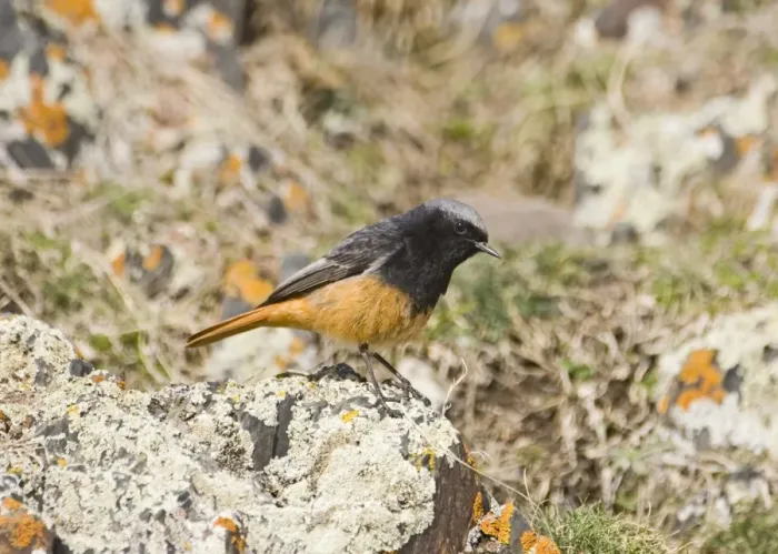 Framed Print : Black Redstart Phoenicurus ochruros male of race semirufus Great Caucasus Georgia april