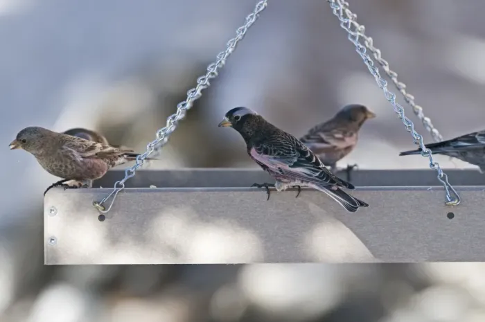 Framed Print : Black Rosy-Finch Leucosticte attata sharing bird table with Gray-crowned Rosy Finches Framed Print : Black Rosy-Finch Leucosticte attata sharing bird table with Gray-crowned Rosy Finches