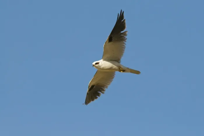 Framed Print : Black-shouldered Kite Elanus notatus Queensland Australia Framed Print : Black-shouldered Kite Elanus notatus Queensland Australia