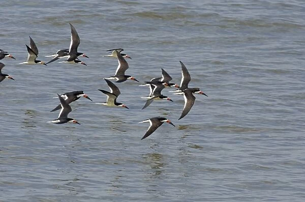 Black Skimmers Rynchops niger Cape May USA
