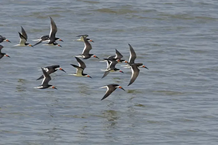 Framed Print : Black Skimmers Rynchops niger Cape May USA Framed Print : Black Skimmers Rynchops niger Cape May USA