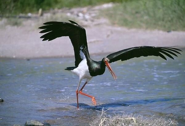 Black Stork, Ciconia nigra, hunting fish in shallows, migrant on Lesvos, Greek Islands