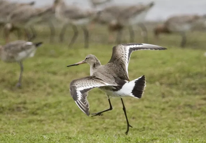 Framed Print : Black-tailed Godwit Limosa limosa Belfast Lough RSPB Reserve Northern Ireland February