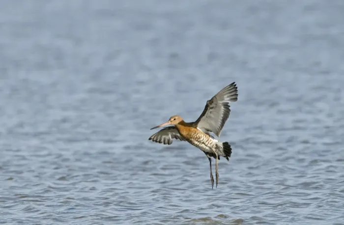 Framed Print : Black-tailed Godwit Limosa limosa Cley Norfolk July Framed Print : Black-tailed Godwit Limosa limosa Cley Norfolk July