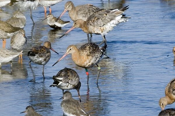 Black-tailed Godwit Limosa limosa colour ringed bird in high tide roost at Snettisham