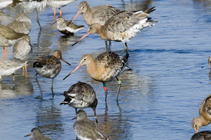Framed Print : Black-tailed Godwit Limosa limosa colour ringed bird in high tide roost at Snettisham Framed Print : Black-tailed Godwit Limosa limosa colour ringed bird in high tide roost at Snettisham