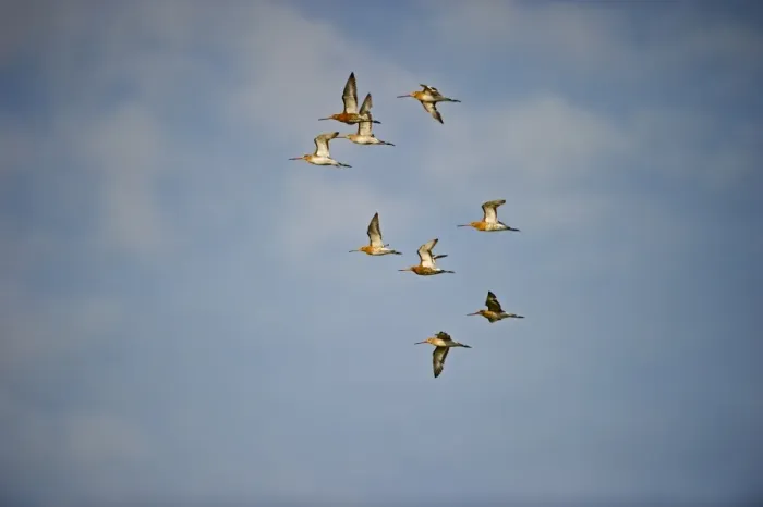 Framed Print : Black-tailed Godwit Limosa limosa flock Cley Norfolk spring Framed Print : Black-tailed Godwit Limosa limosa flock Cley Norfolk spring