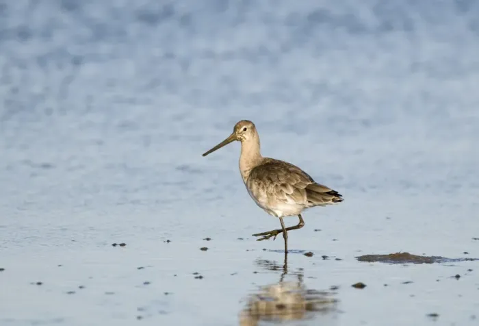 Framed Print : Black-tailed Godwit Limosa limosa winter plumage Norfolk November Framed Print : Black-tailed Godwit Limosa limosa winter plumage Norfolk November