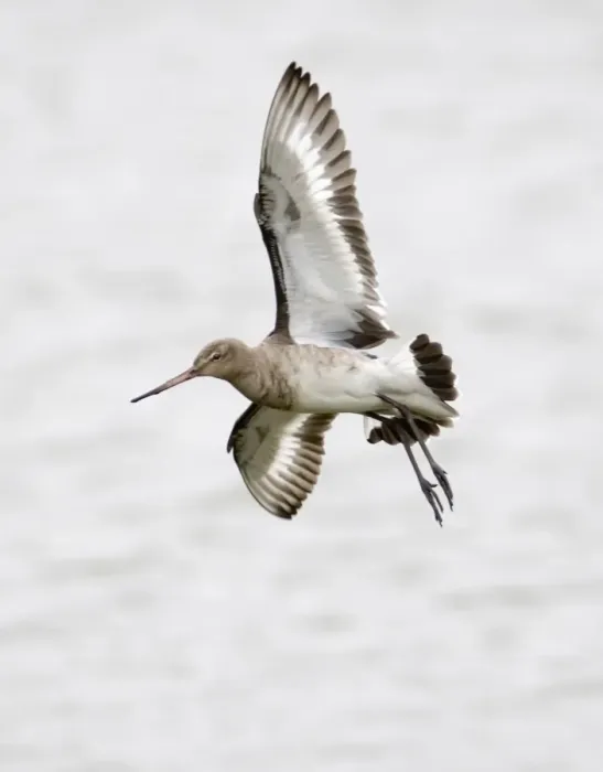 Framed Print : Black-tailed Godwit in non breeding plumage Belfast Northern Ireland Framed Print : Black-tailed Godwit in non breeding plumage Belfast Northern Ireland