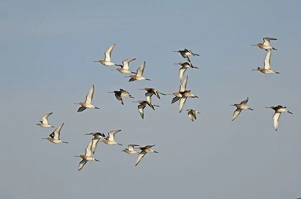 Black-tailed Godwits Limosa limosa in early spring Cey Norfolk