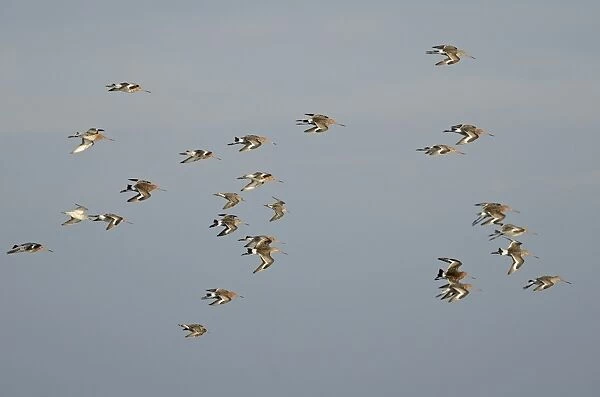 Black-tailed Godwits Limosa limosa in early spring Cey Norfolk