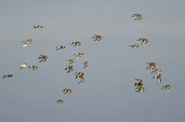 Framed Print : Black-tailed Godwits Limosa limosa in early spring Cey Norfolk Framed Print : Black-tailed Godwits Limosa limosa in early spring Cey Norfolk