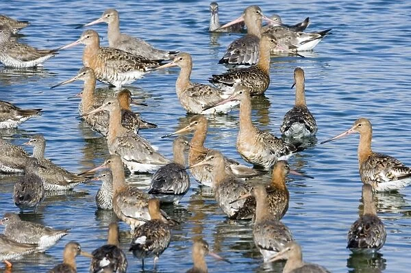 Black-tailed Godwits Limosa limosa in high tide roost at Snettisham RSPB Reserve