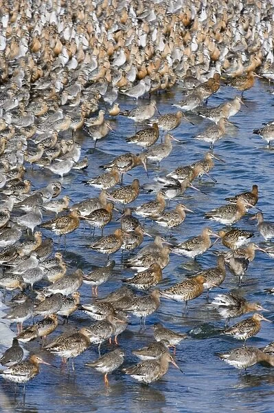 Black-tailed Godwits Limosa limosa in high tide roost with Knot and Redshank at Snettisham