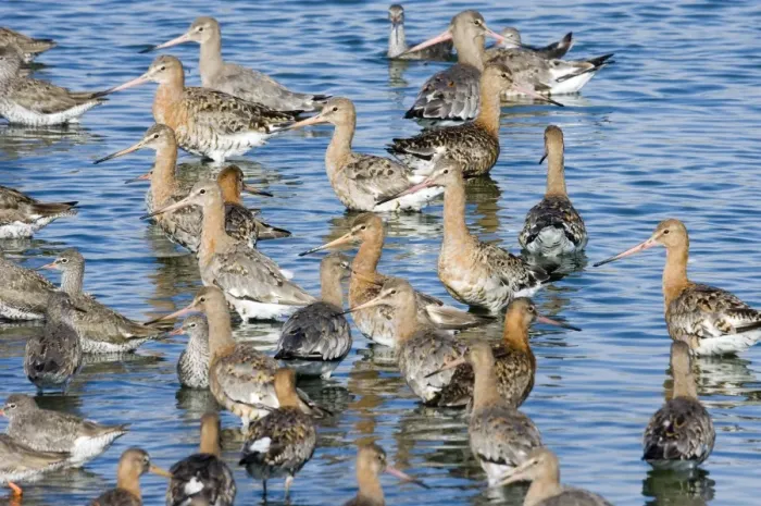 Framed Print : Black-tailed Godwits Limosa limosa in high tide roost at Snettisham RSPB Reserve Framed Print : Black-tailed Godwits Limosa limosa in high tide roost at Snettisham RSPB Reserve