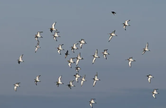 Framed Print : Black-tailed Godwits Limosa limosa Norfolk March