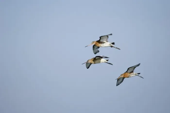 Framed Print : Black-tailed Godwits Limosa limosa at Snettisham RSPB Reserve The Wash Norfolk August