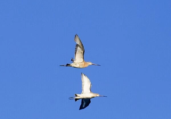 Black-tailed Godwits, Norfolk, September