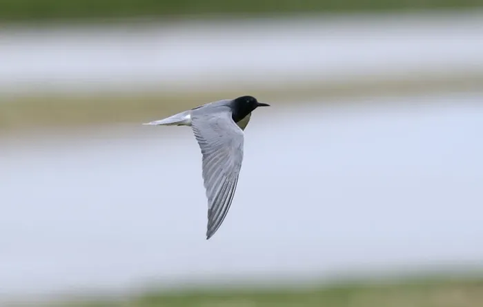 Framed Print : Black Tern Chlidonias niger adult summer Cley Norfolk May Framed Print : Black Tern Chlidonias niger adult summer Cley Norfolk May