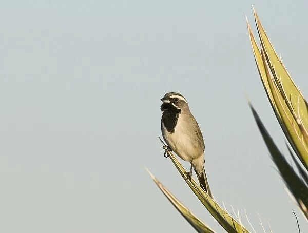 Black-throated Sparrow Amphispiza bilineata male Joshua Tree California April