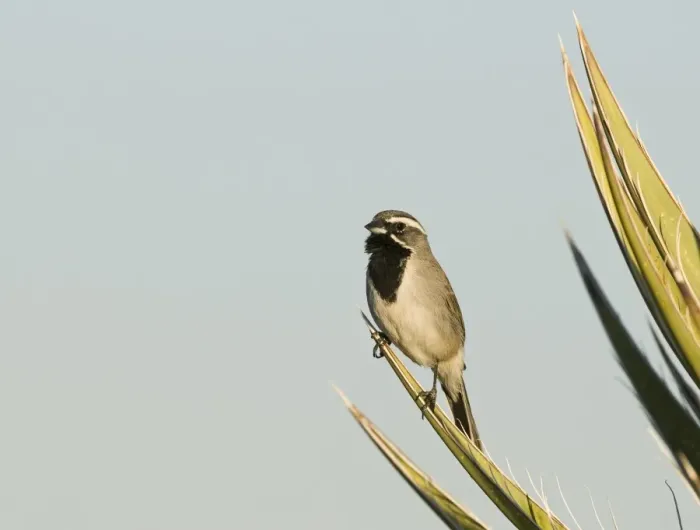 Framed Print : Black-throated Sparrow Amphispiza bilineata male Joshua Tree California April Framed Print : Black-throated Sparrow Amphispiza bilineata male Joshua Tree California April