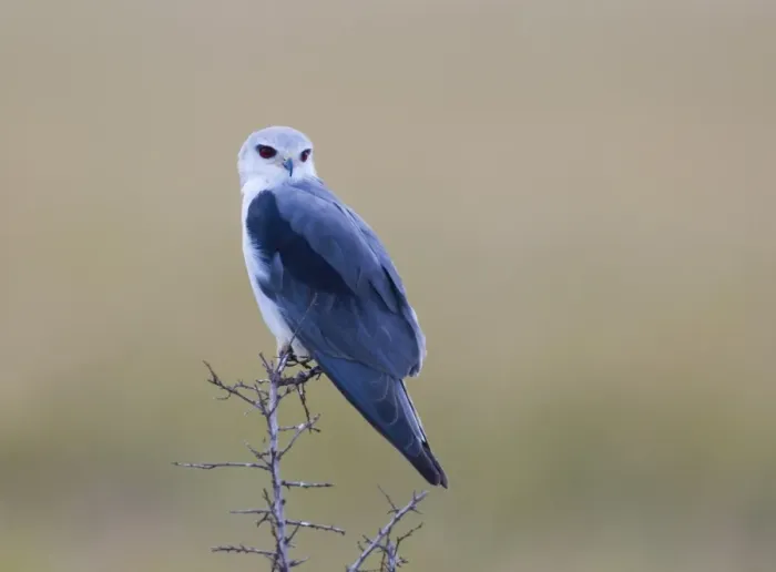 Framed Print : Black-winged Kite Masai Mara Kenya Framed Print : Black-winged Kite Masai Mara Kenya