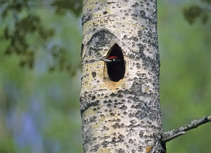 Framed Print : Black Woodpecker Dryocopus maritus peering from nest hole Finland June Framed Print : Black Woodpecker Dryocopus maritus peering from nest hole Finland June