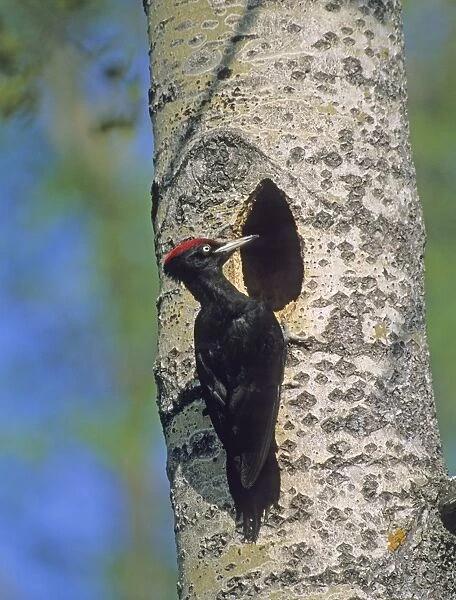 Black Woodpecker at nest hole Finland May