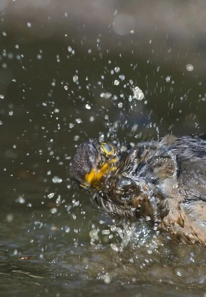 Blackbird Turdus merula female bathing in puddle Norfolk spring