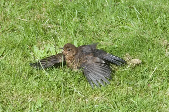 Framed Print : Blackbird Turdus merula female sunning in garden norfolk summer UK Framed Print : Blackbird Turdus merula female sunning in garden norfolk summer UK
