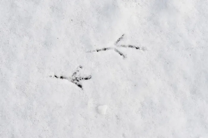 Framed Print : Blackbird Turdus merula footprints in snow in garden Norfolk winter