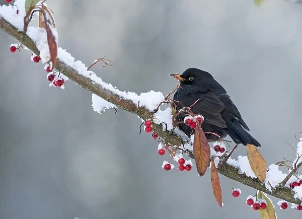 Blackbird Turdus merula male feeding on berries in garden Norfolk winter
