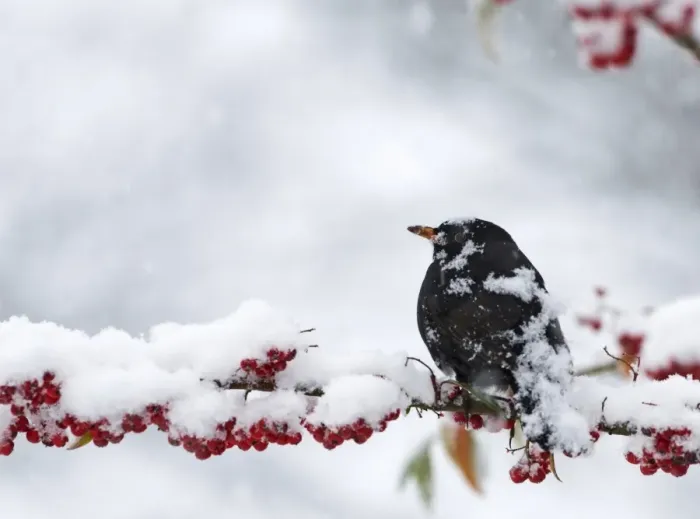 Framed Print : Blackbird Turdus merula male feeding on berries in garden in snow Norfolk winter Framed Print : Blackbird Turdus merula male feeding on berries in garden in snow Norfolk winter