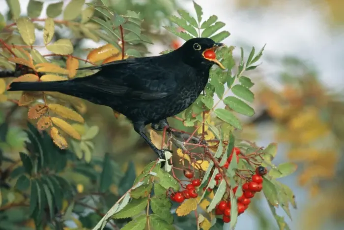 Framed Print : Blackbird, Turdus merula, male feeding on Rowan berries in Kentish garden, October