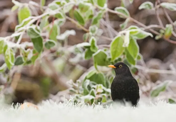 Framed Print : Blackbird Turdus merula male on frosty morning in garden Kent UK Framed Print : Blackbird Turdus merula male on frosty morning in garden Kent UK